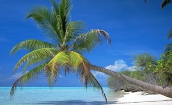 Dreams Travel & Tourism