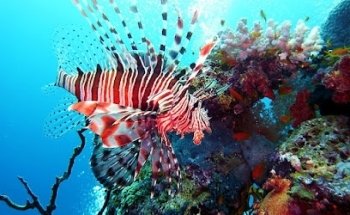 cheap travel punta cana