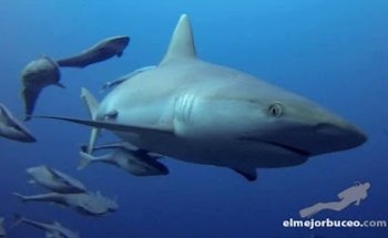 El Mejor Buceo