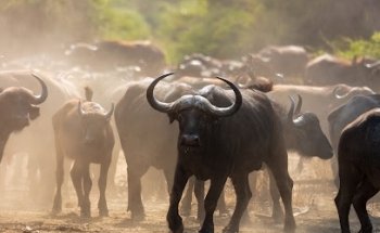 Africa Travel Resource