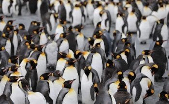 The Polar Adventure Company