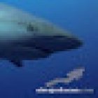 El Mejor Buceo