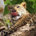 Africa Safari Experts